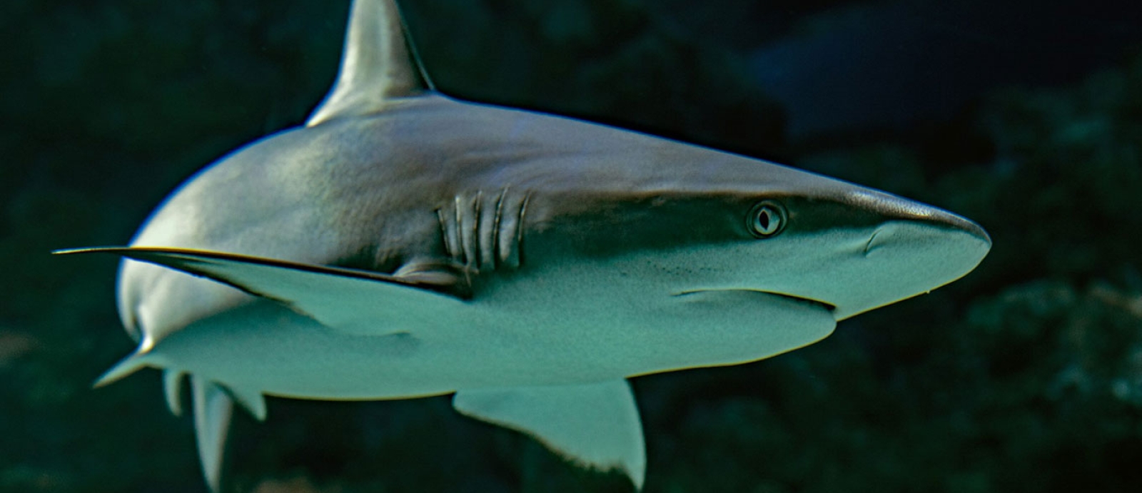 A grey reef shark, Cairns Aquarium, Australia. (Photo by Unsplash)