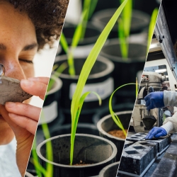 three photos spliced together: left is a person looking closing at a rock, middle us small plants growing, and right is a person in a lab. 