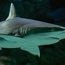 A grey reef shark, Cairns Aquarium, Australia. (Photo by Unsplash)