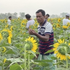 A man stands in a sunflower field, inspecting the crop 