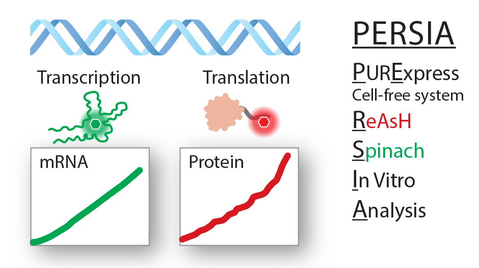 an illustration showing the breakdown of the PERSIA acronym and drawings of the fluorescent signal produced with transcription and translation.