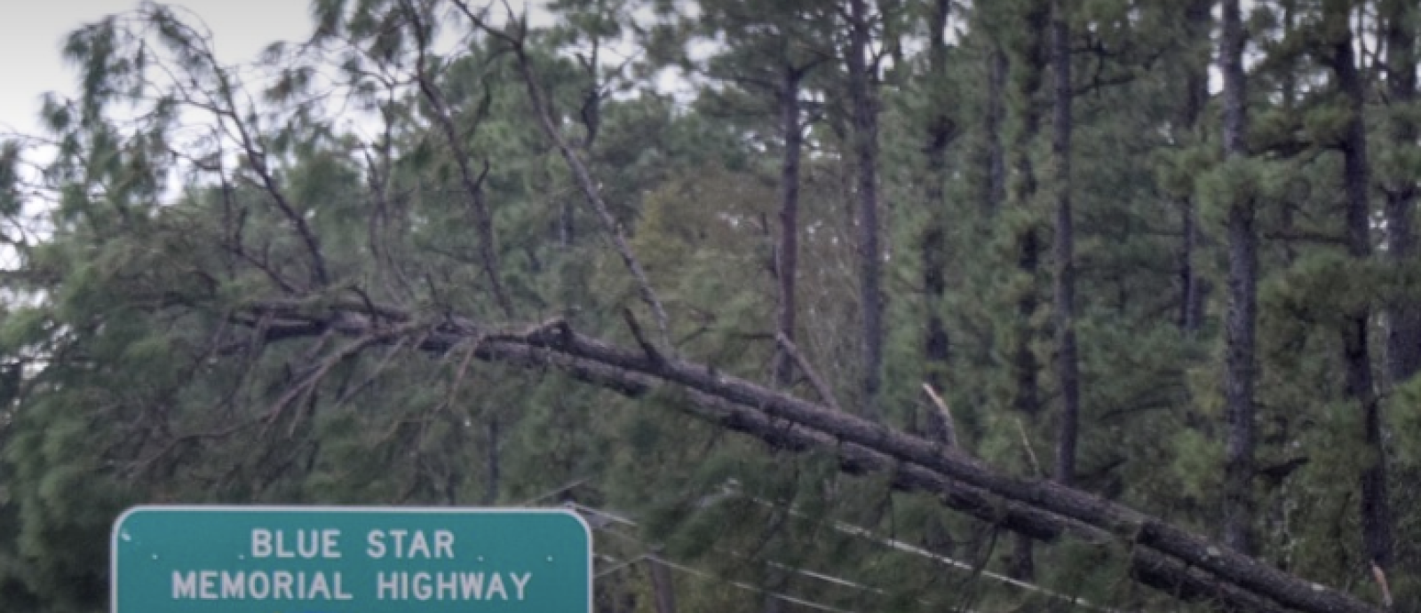 a fallen tree brings down power cords. 