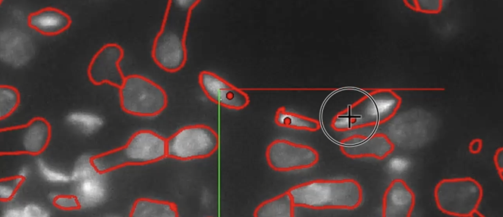 An image of data within NeuroTrALE shows a black background with pale grey oval shapes that are outlined in red. These grey shapes are nuclei from neurons.