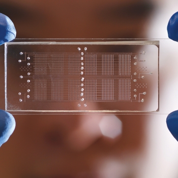 A person holding a microfluidic device