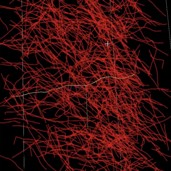 A screenshot of the NeuroTrALE software shows multiple criss-crossing neurons in red and one neuron highlighted in yellow.