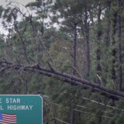 a fallen tree brings down power cords. 