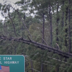 a fallen tree brings down power cords.