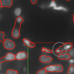 An image of data within NeuroTrALE shows a black background with pale grey oval shapes that are outlined in red. These grey shapes are nuclei from neurons.