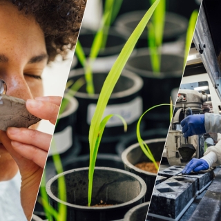 three photos spliced together: left is a person looking closing at a rock, middle us small plants growing, and right is a person in a lab.