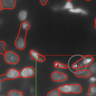An image of data within NeuroTrALE shows a black background with pale grey oval shapes that are outlined in red. These grey shapes are nuclei from neurons. 