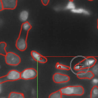 An image of data within NeuroTrALE shows a black background with pale grey oval shapes that are outlined in red. These grey shapes are nuclei from neurons. 